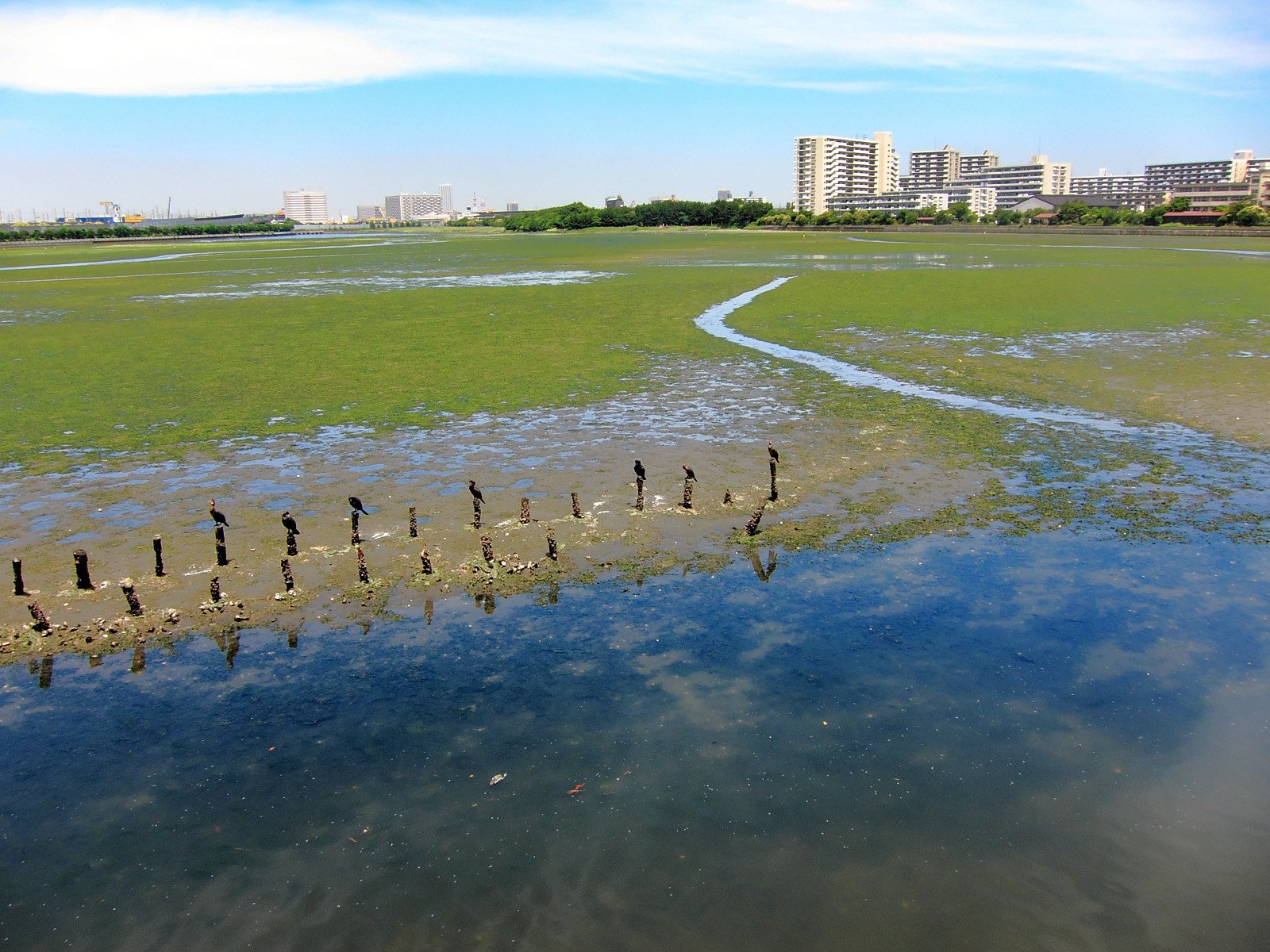 🏞️ 야쓰 갯벌 공원 (야쓰히가타 고엔)